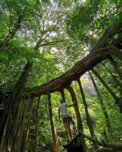 Monteverde, Costa Rica: qué hacer en esta gran reserva natural