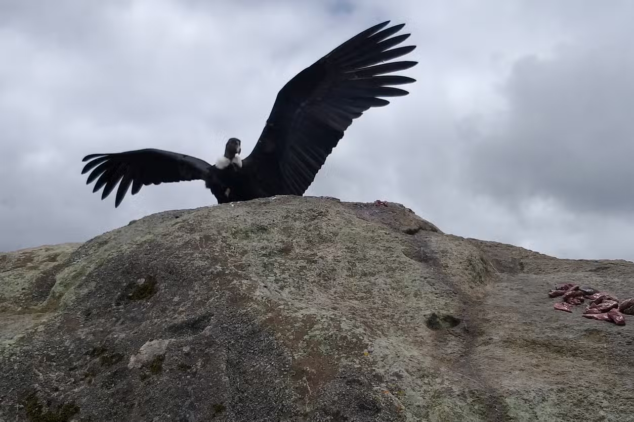 Parque Nacional Puracé: cómo llegar y qué hacer en este bello destino caucano 10 Cóndor de los Andes desplegando sus alas en el Parque Nacional Puracé