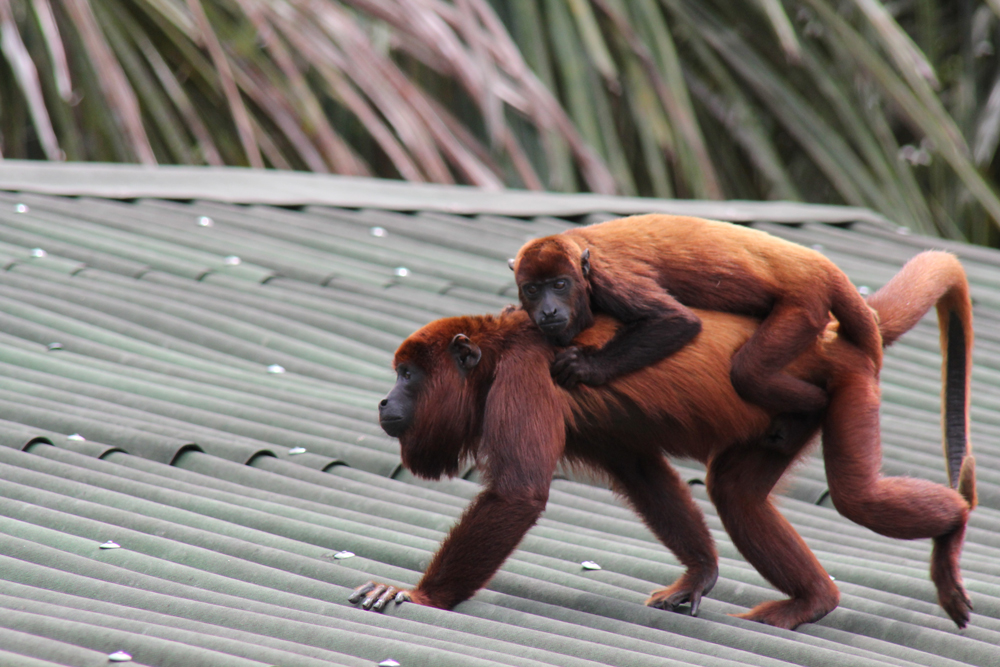 isla de los monos en Iquitos