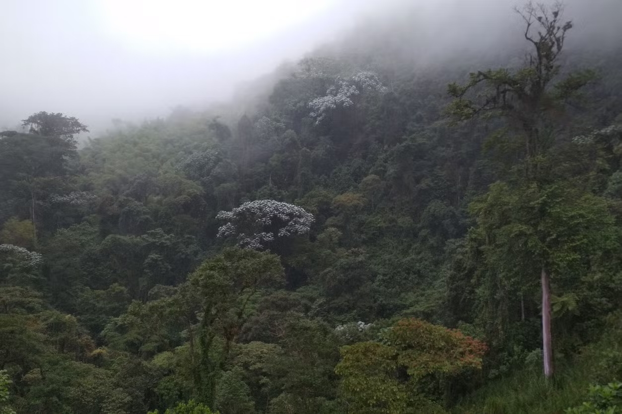 bosque nuboso, Los Farallones, Cali