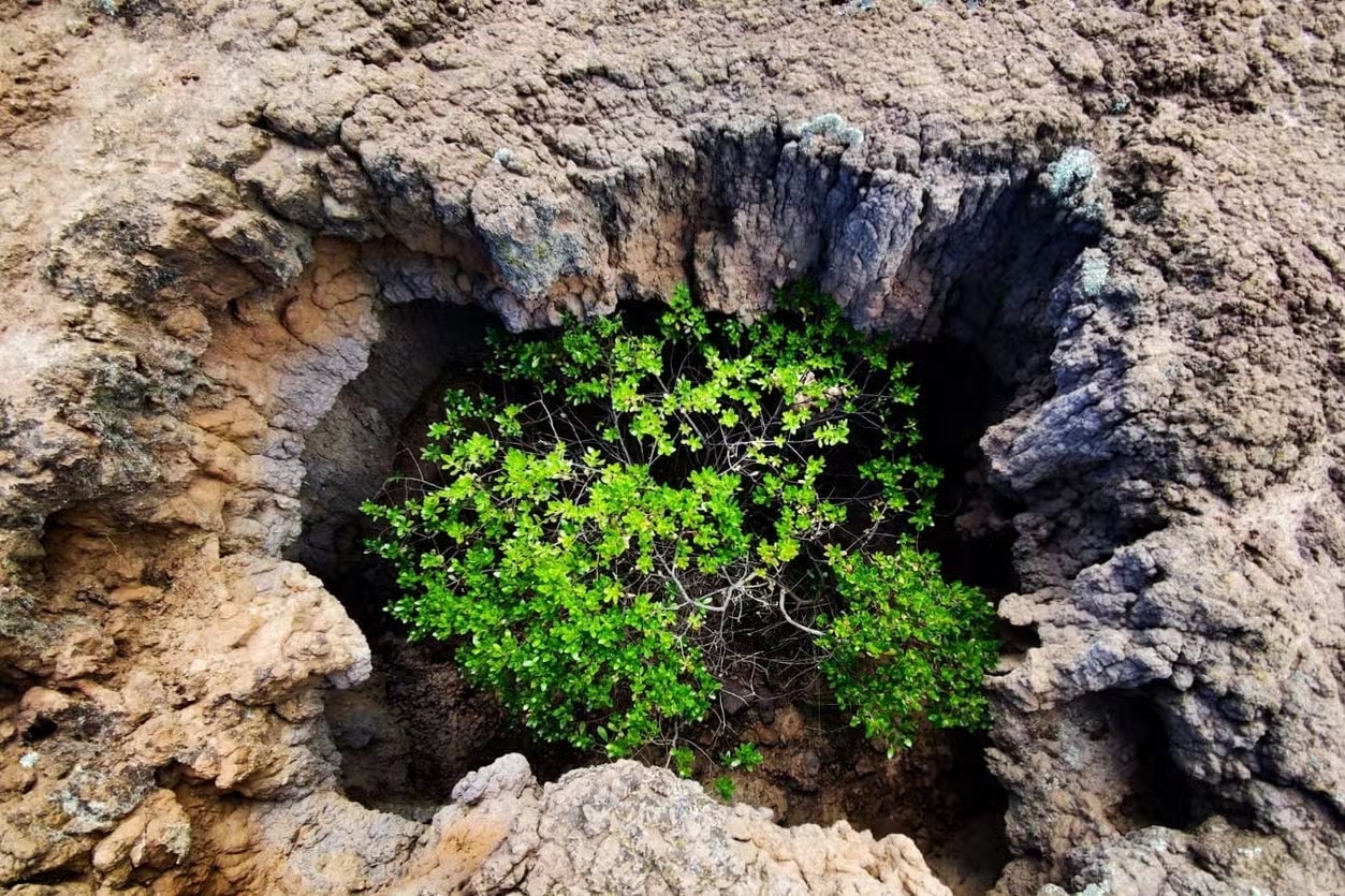 ¡Escápate ya! Los 6 mejores Planes cerca a Bogotá para un fin de semana épico 1 arbol rocas desierto checua tatacoita nemocon
