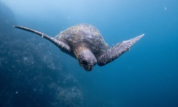 Tortuga marina bajo el mar de las Islas Galápagos. Destinos en Ecuador